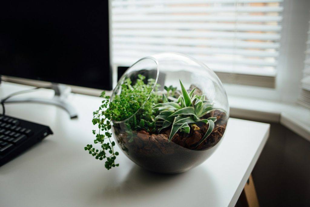 tilt shift lens photo of glass bowl with plant
